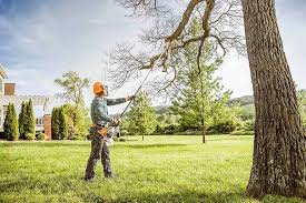 How Our Tree Care Process Works  in  Tyrone, PA